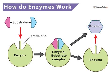 Enzymes .